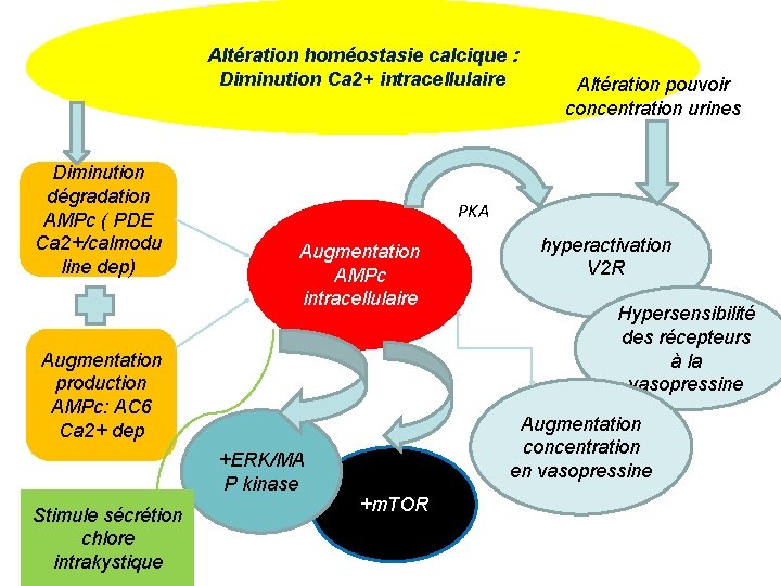 Altération homéostasie calcique : Diminution Ca 2+ intracellulaire Diminution dégradation AMPc ( PDE Ca