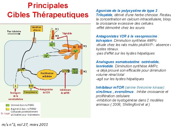 Principales Cibles Thérapeutiques Agoniste de la polycystine de type 2 : Triloptide, dérivé d’une