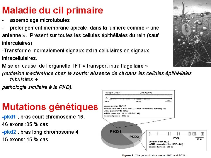 Maladie du cil primaire - assemblage microtubules - prolongement membrane apicale, dans la lumière