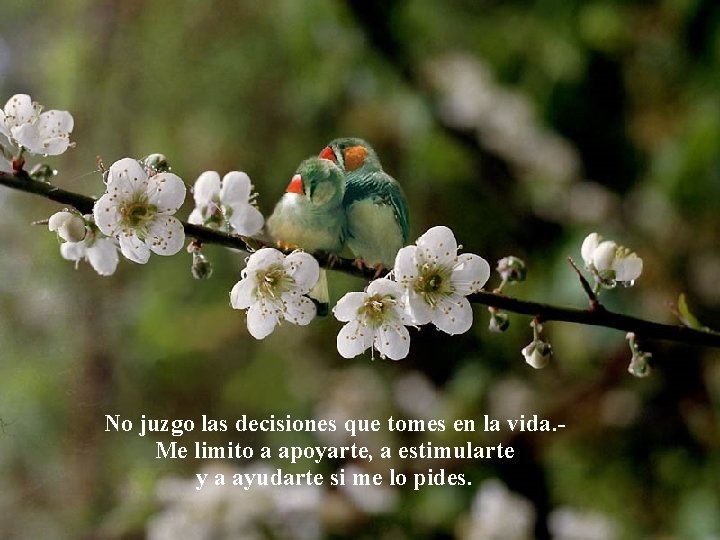 No juzgo las decisiones que tomes en la vida. - Me limito a apoyarte,