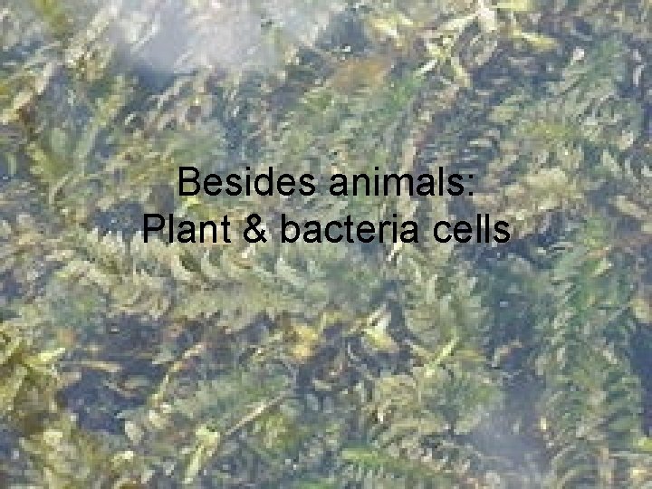 Besides animals: Plant & bacteria cells 