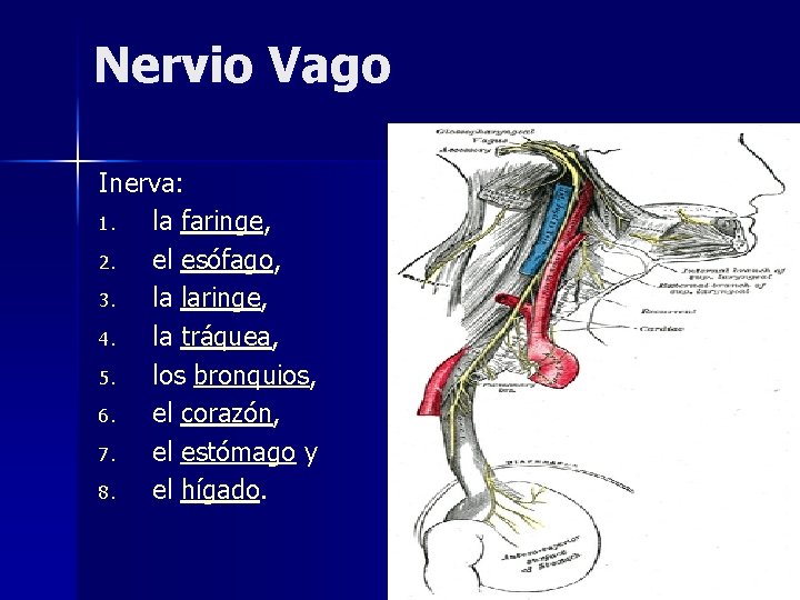 Nervio Vago Inerva: 1. la faringe, 2. el esófago, 3. la laringe, 4. la