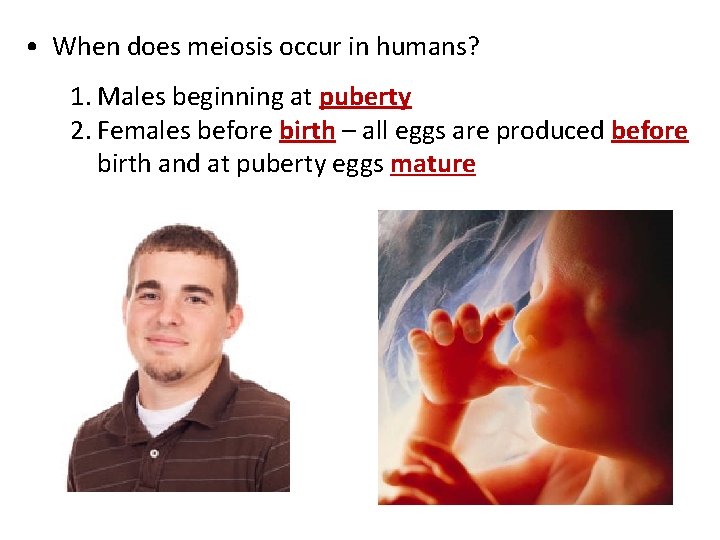  • When does meiosis occur in humans? 1. Males beginning at puberty 2.