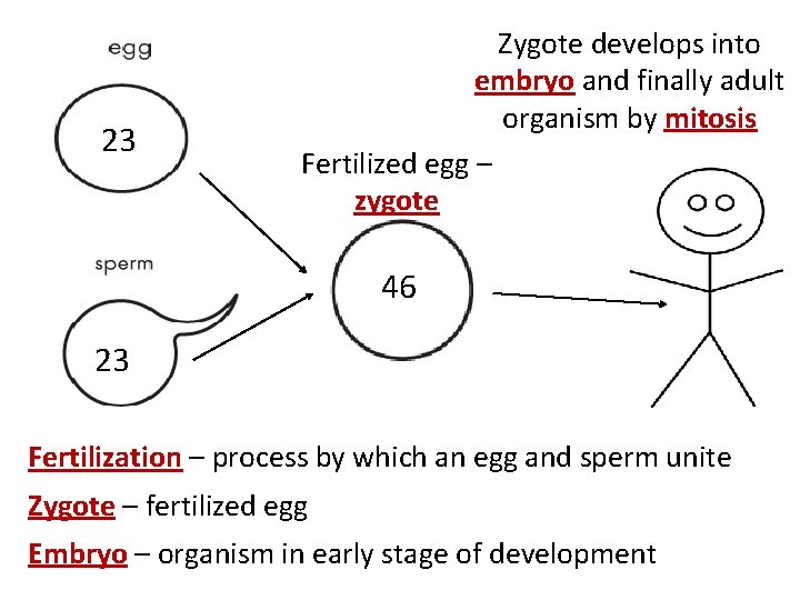 23 Zygote develops into embryo and finally adult organism by mitosis Fertilized egg –