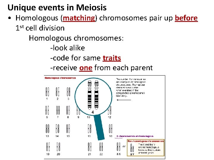 Unique events in Meiosis • Homologous (matching) chromosomes pair up before 1 st cell