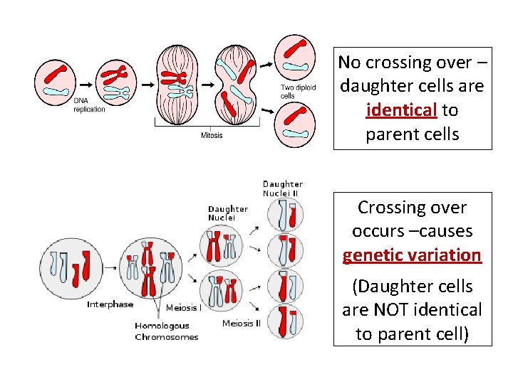 No crossing over – daughter cells are identical to parent cells Crossing over occurs