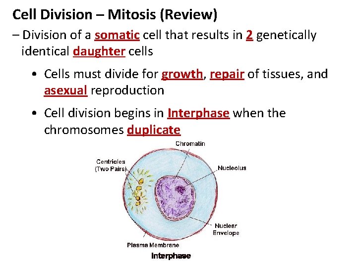 Cell Division – Mitosis (Review) – Division of a somatic cell that results in
