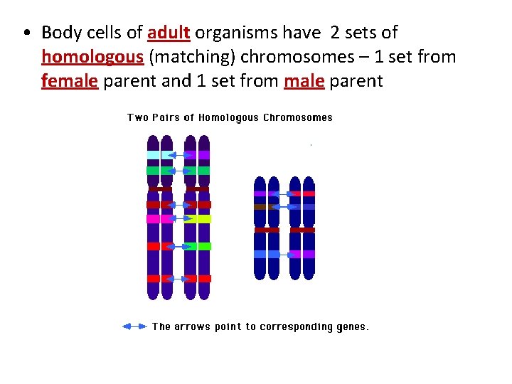  • Body cells of adult organisms have 2 sets of homologous (matching) chromosomes