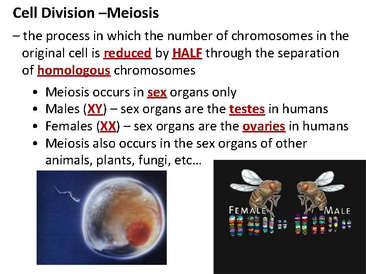 Cell Division –Meiosis – the process in which the number of chromosomes in the