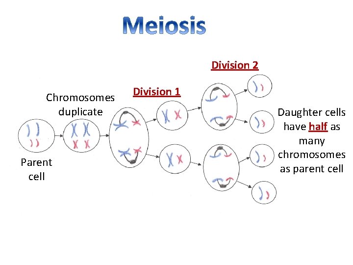Division 2 Chromosomes duplicate Parent cell Division 1 Daughter cells have half as many