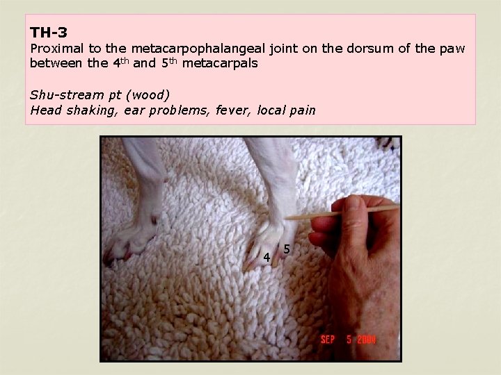 TH-3 Proximal to the metacarpophalangeal joint on the dorsum of the paw between the