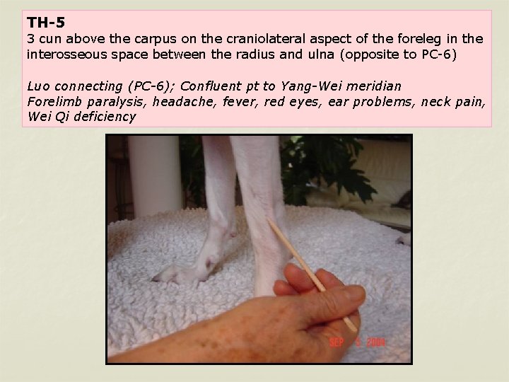 TH-5 3 cun above the carpus on the craniolateral aspect of the foreleg in