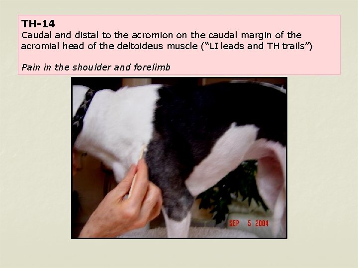 TH-14 Caudal and distal to the acromion on the caudal margin of the acromial