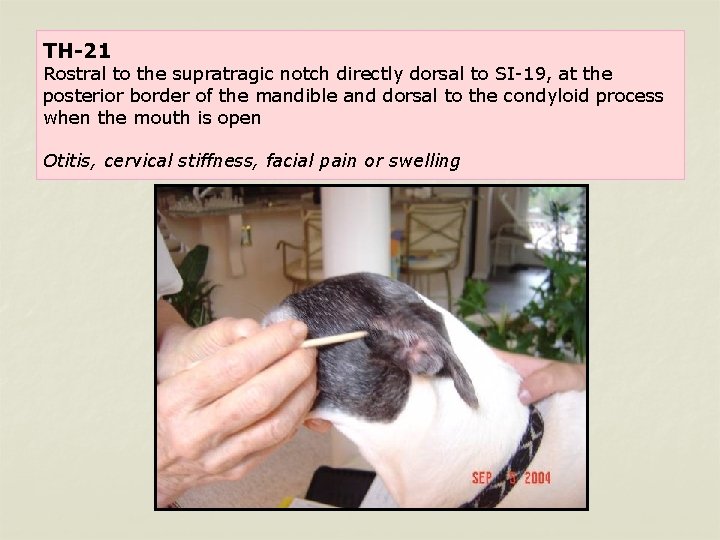 TH-21 Rostral to the supratragic notch directly dorsal to SI-19, at the posterior border