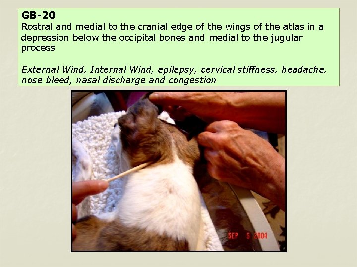 GB-20 Rostral and medial to the cranial edge of the wings of the atlas