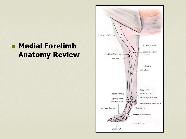 n Medial Forelimb Anatomy Review 