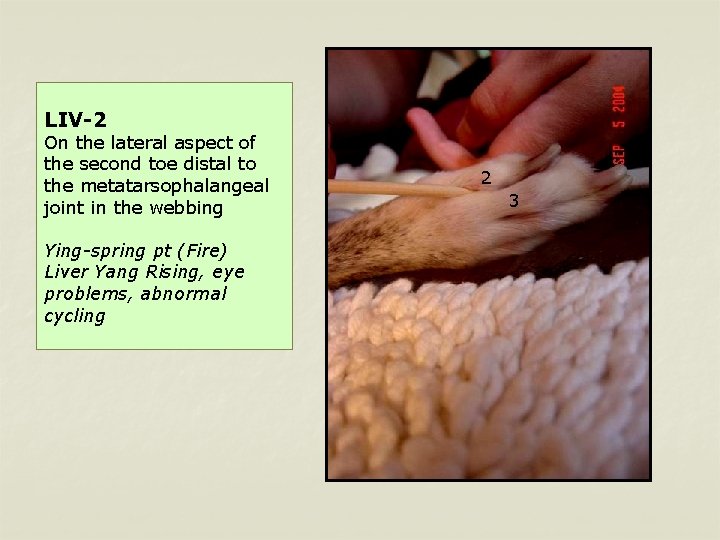 LIV-2 On the lateral aspect of the second toe distal to the metatarsophalangeal joint