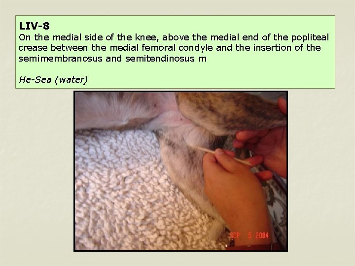 LIV-8 On the medial side of the knee, above the medial end of the