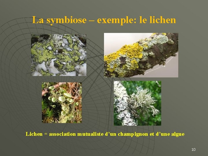 La symbiose – exemple: le lichen Lichen = association mutualiste d’un champignon et d’une