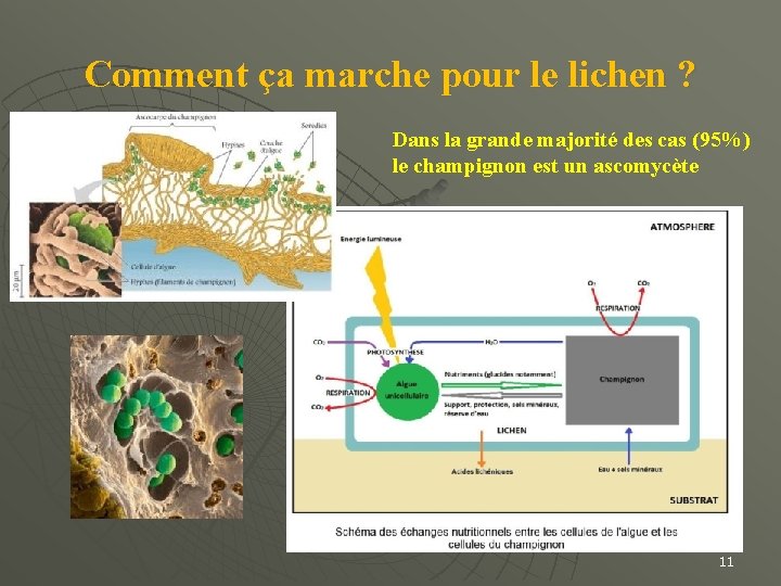 Comment ça marche pour le lichen ? Dans la grande majorité des cas (95%)