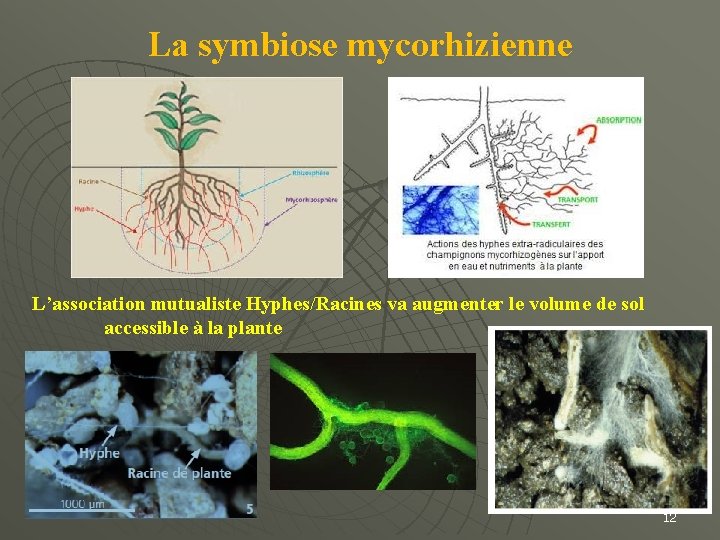 La symbiose mycorhizienne L’association mutualiste Hyphes/Racines va augmenter le volume de sol accessible à