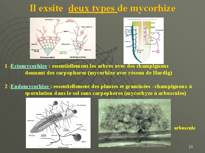 Il exsite deux types de mycorhize 1 -Ectomycorhize : essentiellement les arbres avec des