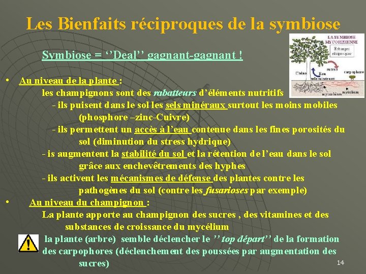 Les Bienfaits réciproques de la symbiose Symbiose = ‘’Deal’’ gagnant-gagnant ! • Au niveau