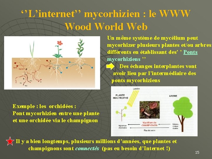 ‘’L’internet’’ mycorhizien : le WWW Wood World Web Un même système de mycélium peut