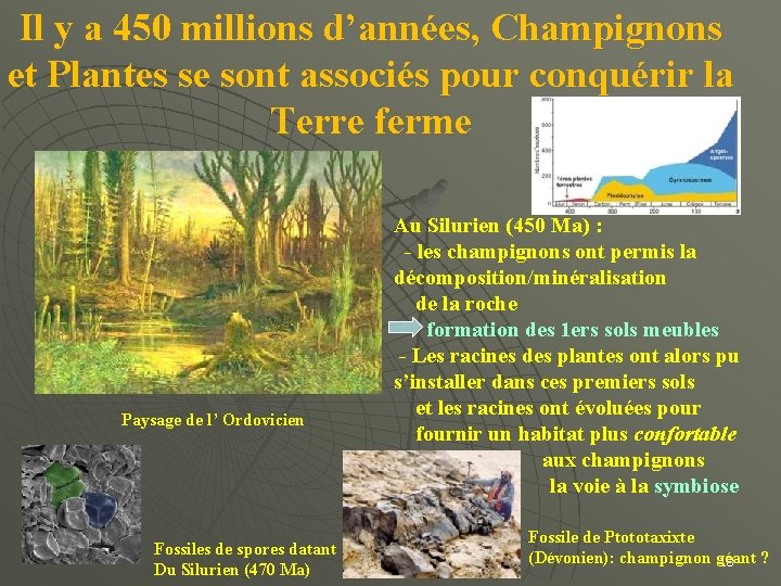 Il y a 450 millions d’années, Champignons et Plantes se sont associés pour conquérir