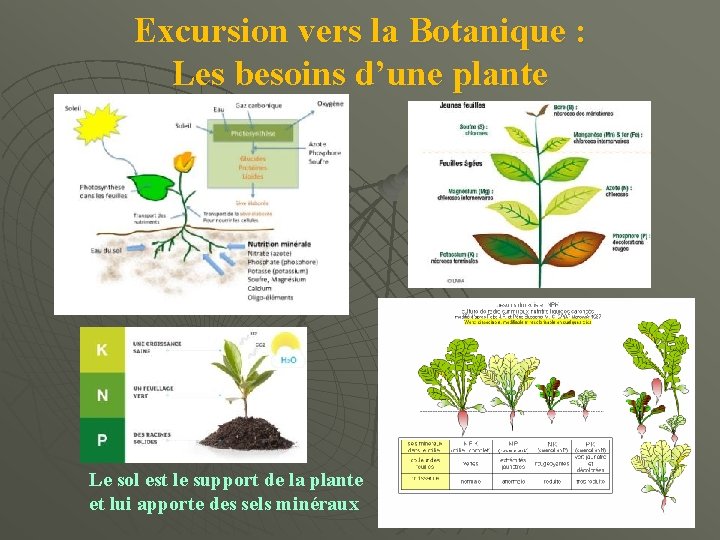 Excursion vers la Botanique : Les besoins d’une plante Le sol est le support