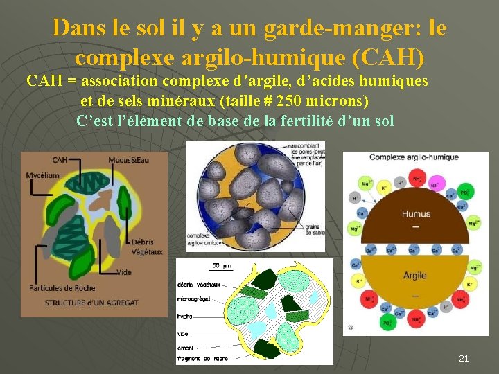 Dans le sol il y a un garde-manger: le complexe argilo-humique (CAH) CAH =