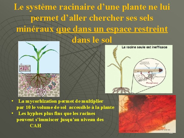 Le système racinaire d’une plante ne lui permet d’aller cher ses sels minéraux que