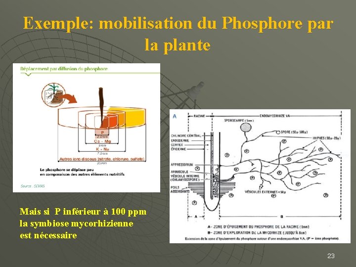 Exemple: mobilisation du Phosphore par la plante Mais si P inférieur à 100 ppm