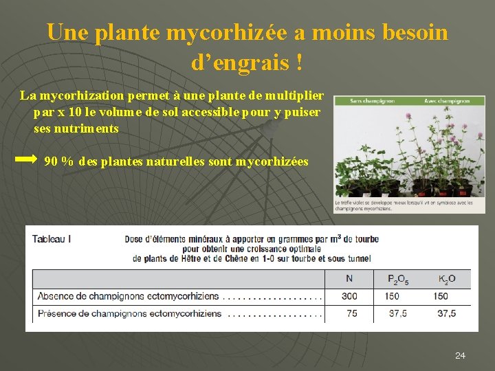 Une plante mycorhizée a moins besoin d’engrais ! La mycorhization permet à une plante