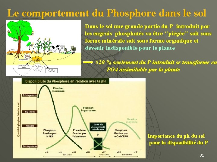 Le comportement du Phosphore dans le sol Dans le sol une grande partie du