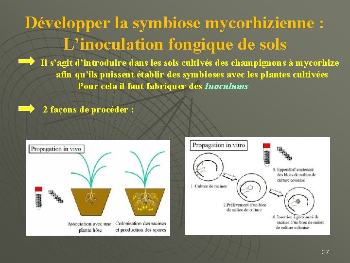 Développer la symbiose mycorhizienne : L’inoculation fongique de sols Il s’agit d’introduire dans les