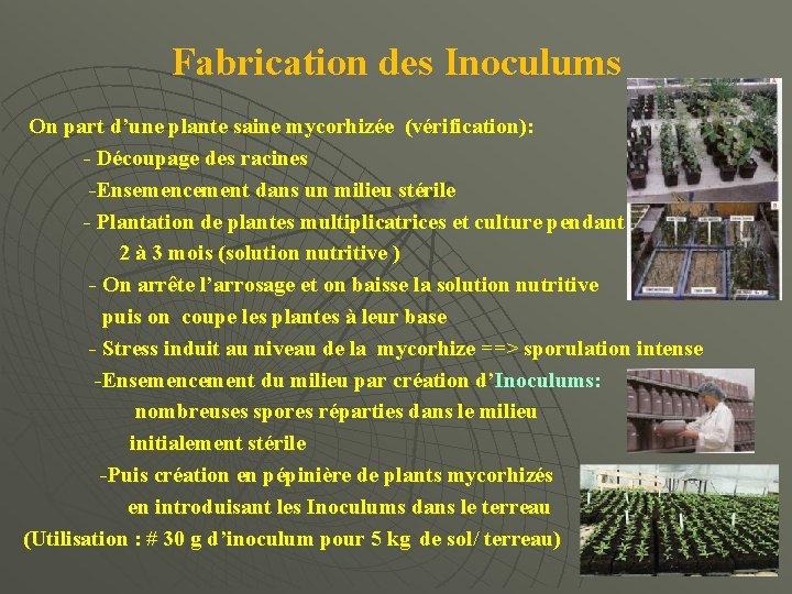 Fabrication des Inoculums On part d’une plante saine mycorhizée (vérification): - Découpage des racines