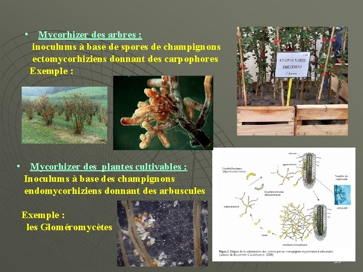  • Mycorhizer des arbres : inoculums à base de spores de champignons ectomycorhiziens