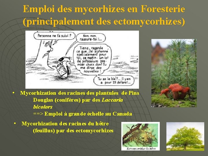 Emploi des mycorhizes en Foresterie (principalement des ectomycorhizes) • Mycorhization des racines des plantules