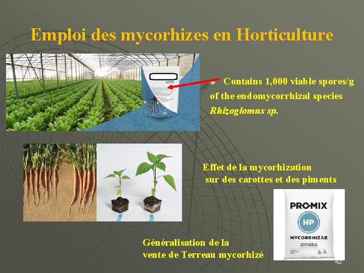 Emploi des mycorhizes en Horticulture Contains 1, 000 viable spores/g of the endomycorrhizal species