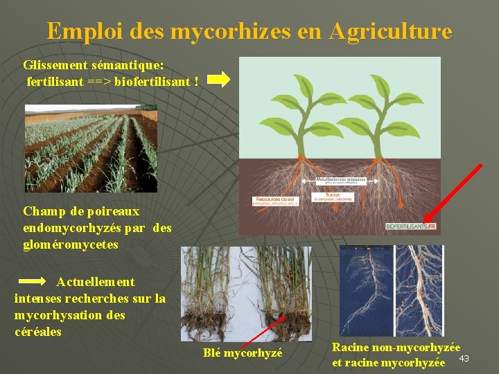 Emploi des mycorhizes en Agriculture Glissement sémantique: fertilisant ==> biofertilisant ! Champ de poireaux