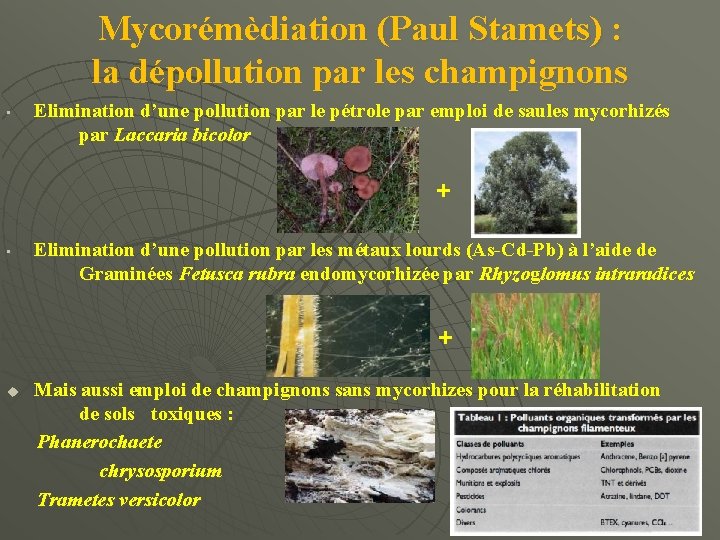 Mycorémèdiation (Paul Stamets) : la dépollution par les champignons • Elimination d’une pollution par