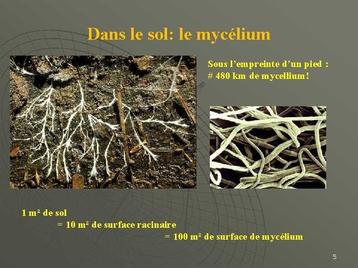 Dans le sol: le mycélium Sous l’empreinte d’un pied : # 480 km de