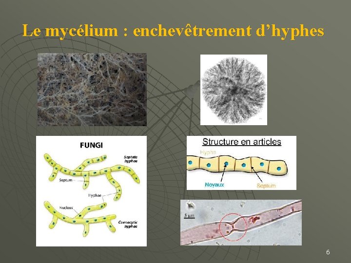 Le mycélium : enchevêtrement d’hyphes 6 