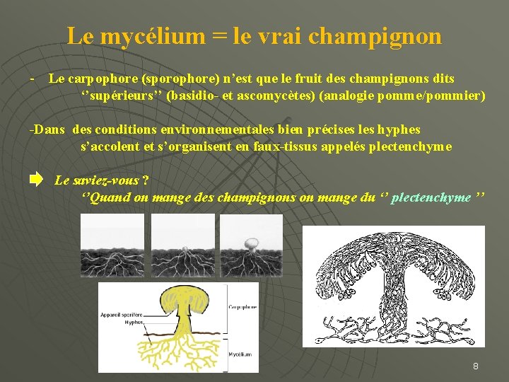 Le mycélium = le vrai champignon - Le carpophore (sporophore) n’est que le fruit