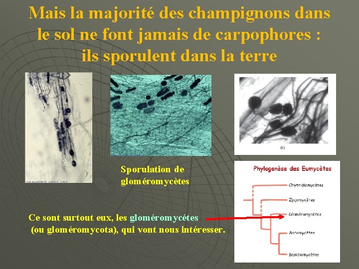 Mais la majorité des champignons dans le sol ne font jamais de carpophores :