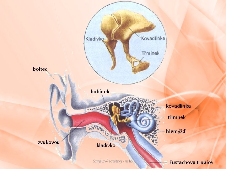 boltec bubínek kovadlinka třmínek hlemýžď zvukovod kladívko Smyslové soustavy - ucho Eustachova trubice 3