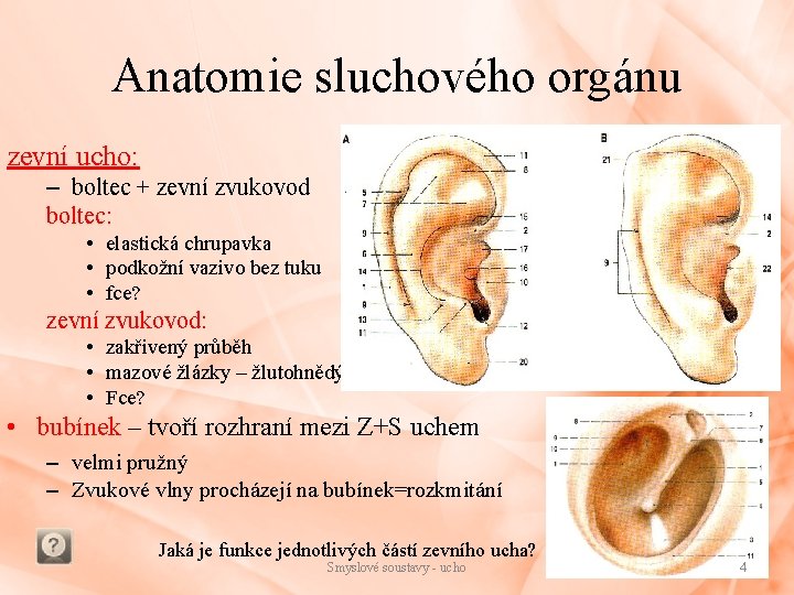 Anatomie sluchového orgánu zevní ucho: – boltec + zevní zvukovod boltec: • elastická chrupavka