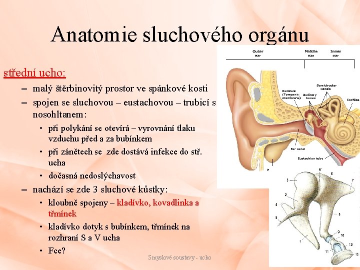 Anatomie sluchového orgánu střední ucho: – malý štěrbinovitý prostor ve spánkové kosti – spojen