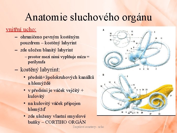 Anatomie sluchového orgánu vnitřní ucho: – ohraničeno pevným kostěným pouzdrem – kostěný labyrint –